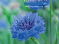 PMFA-PG-2023-cover-final.jpg